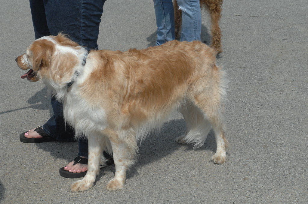 Perro en visita